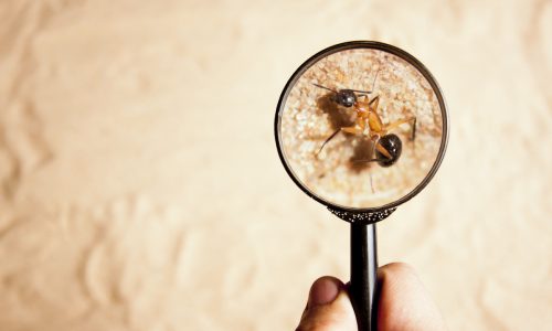 person looking an ant with a magnifying glass